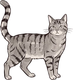 Holmes, a grey tabby cat, standing with his tail up.